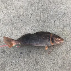 アイナメ38センチ