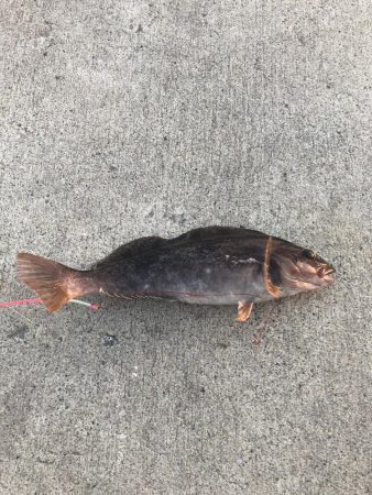 アイナメ38センチ