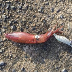 デイヒイカハマりまくりwww