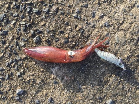 デイヒイカハマりまくりwww