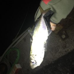 連夜のアジング再び