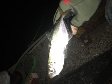 連夜のアジング再び