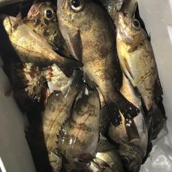 メバリング釣行