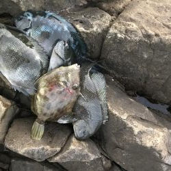 フカセ釣り エギング