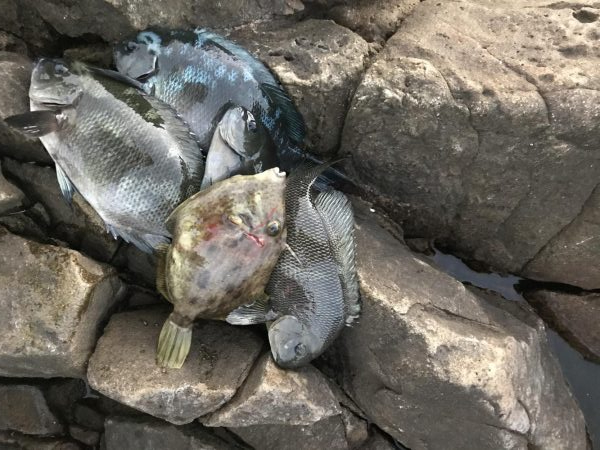 フカセ釣り エギング