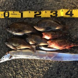 メバル、ガシラ、タチウオ