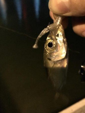 色々釣れる晩秋