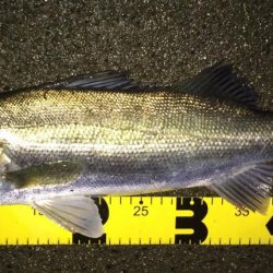 秋のハイシーズンシーバス