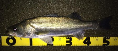 秋のハイシーズンシーバス