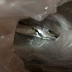 渋いと聞いてましたがその通りでした