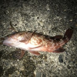 ガッシー( ；∀；)