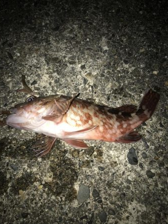 ガッシー( ；∀；)