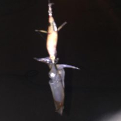 初めてのヒイカ釣り！