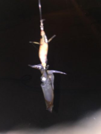 初めてのヒイカ釣り！