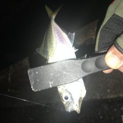 連夜のアジング