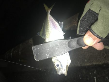 連夜のアジング