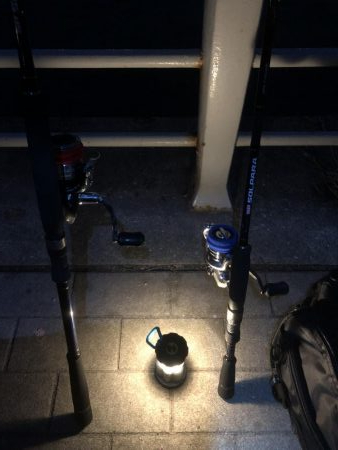 ベタ凪のシーサイドコスモ