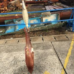 デイヒイカ楽しすぎ!