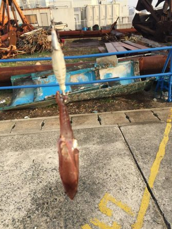 デイヒイカ楽しすぎ!