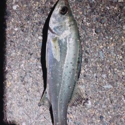 チヌ狙いから一転！シーバス