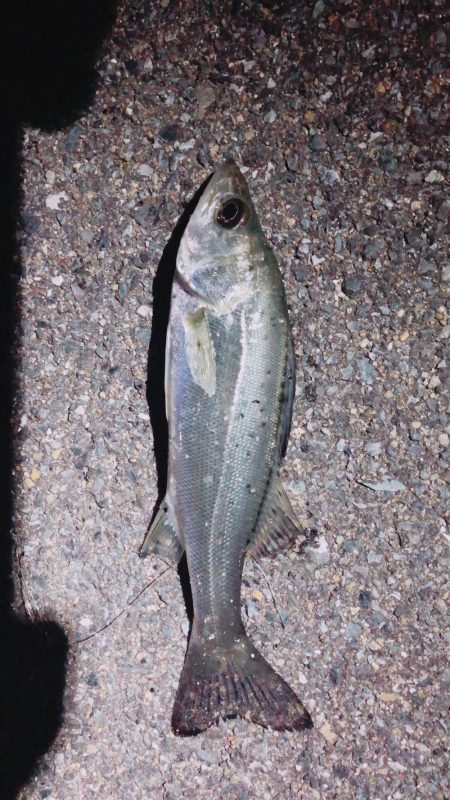 チヌ狙いから一転！シーバス