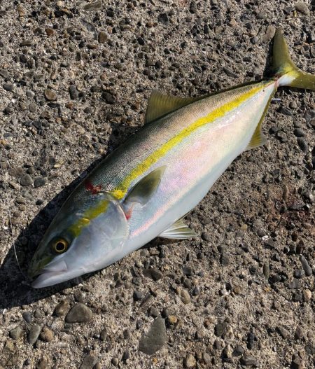 ハマチ釣れたよ