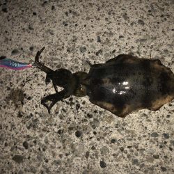 エギングも終わりかな？