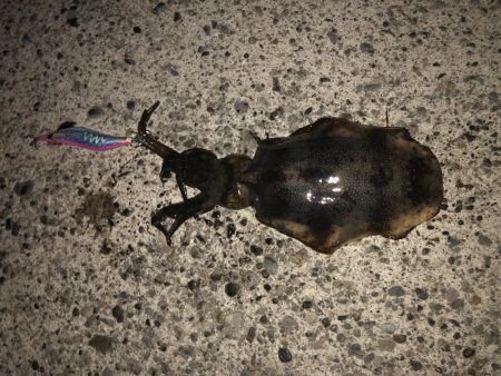 エギングも終わりかな？