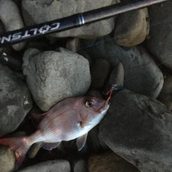 亀浦ゴロタでマダイとウマヅラ