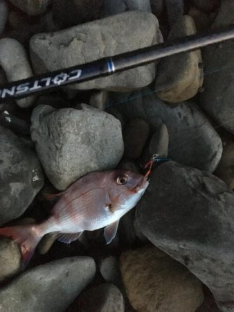 亀浦ゴロタでマダイとウマヅラ