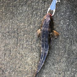 北川河口シーバス釣り