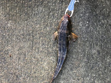 北川河口シーバス釣り