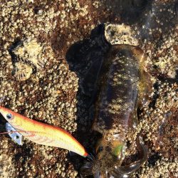 良型には逢えず