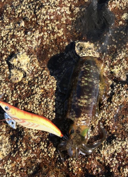 良型には逢えず