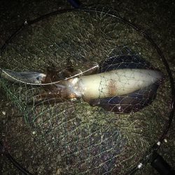 アオリイカのアタリ数多し☆