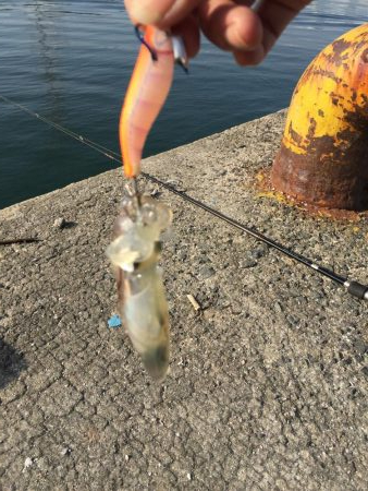 ハマらずのデイヒイカ