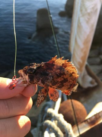 ガシリング、メバリング