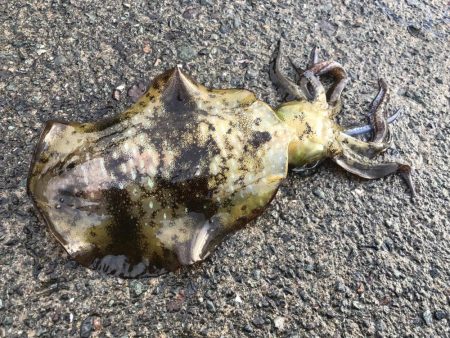 秋イカ自己最高800g