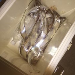 引き釣り最高！