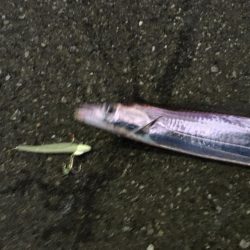 明るい時間に！しかし・・・