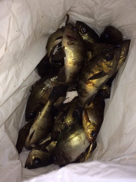 メバル釣り