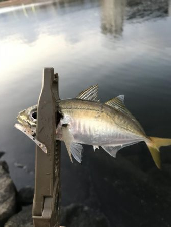 芦屋浜 アジング好調