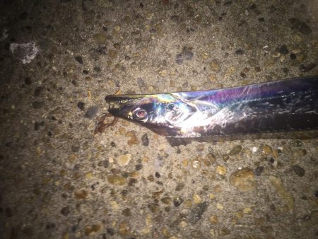 メバリング調査！