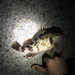 アジングメバリング