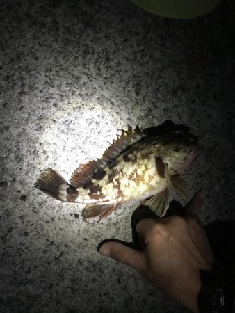 アジングメバリング