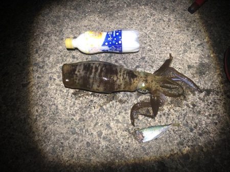 アジが釣れない