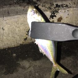 アジング、ゴミ拾い