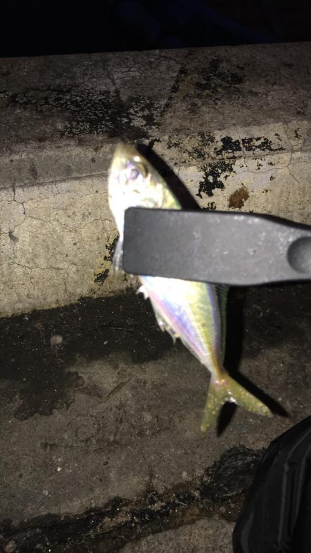 アジング、ゴミ拾い