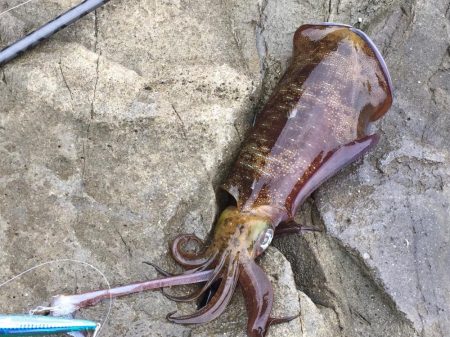 サイレントアサシンでアオリイカ