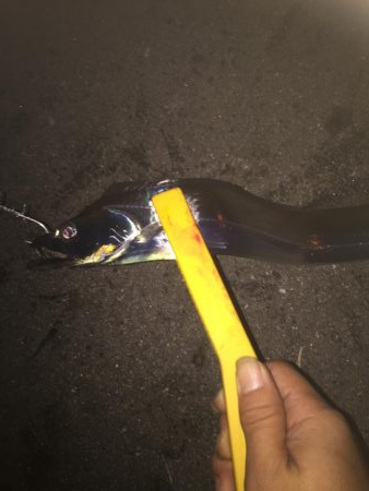 初めてのテンヤ